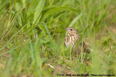 Tree PipitAnthus trivialis trivialis