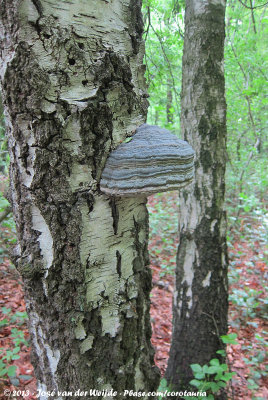 Tinder Fungus  (Echte Tonderzwam)