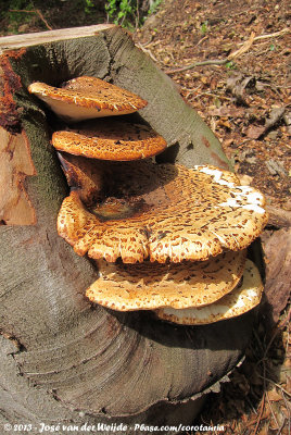 Mushrooms  (Paddenstoelen)