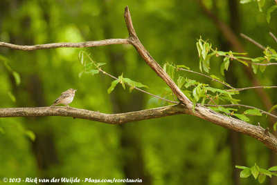 Tree PipitAnthus trivialis trivialis