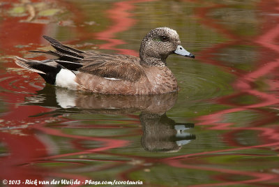 American Wigeon (Amerikaanse Smient)