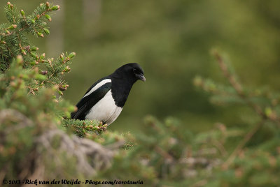 Black-Billed MagpiePica hudsonia