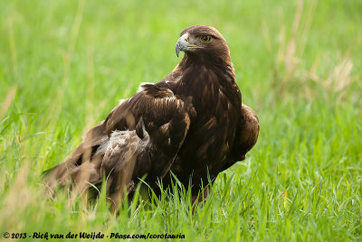 Golden EagleAquila chrysaetos canadensis