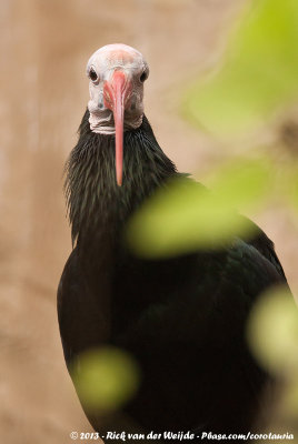 Southern Bald Ibis  (Kaapse Ibis)
