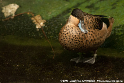 Hottentot Teal  (Hottentottaling)