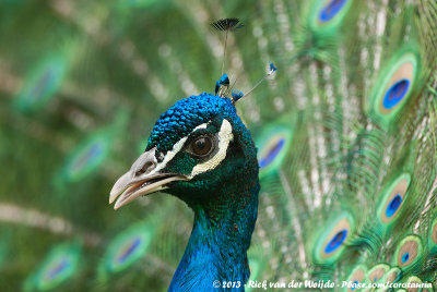 Indian PeacockPavo cristatus