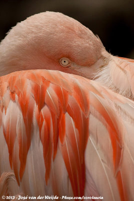 Chilean FlamingoPhoenicopterus chilensis