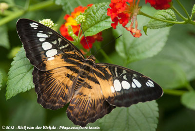 Clipper (Parthenos sylvia)