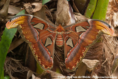 Atlas MothAttacus atlas