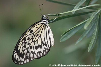 Paper KiteIdea leuconoe ssp.