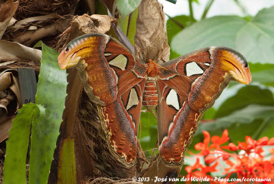 Atlas Moth  (Atlasvlinder)