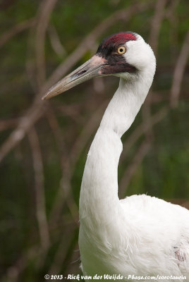 Whooping Crane  (Trompetkraanvogel)