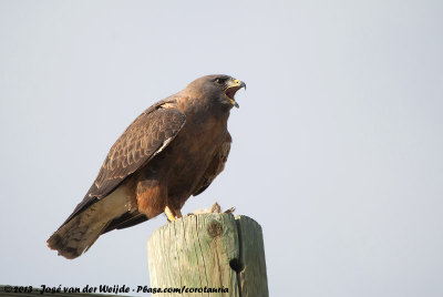 Swainson's Hawk  (Prairiebuizerd)