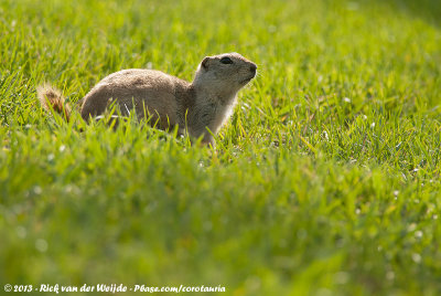 Richardson's Ground SquirrelSpermophilus richardsonii