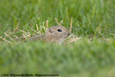 Richardson's Ground SquirrelSpermophilus richardsonii