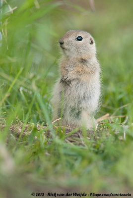 Richardson's Ground SquirrelSpermophilus richardsonii