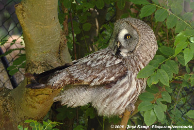 Great Grey OwlStrix nebulosa lapponica