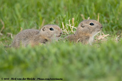 Richardson's Ground SquirrelSpermophilus richardsonii