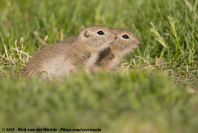 Richardson's Ground SquirrelSpermophilus richardsonii