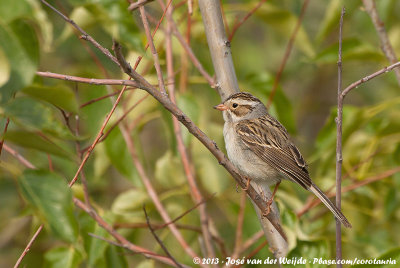 Clay-Colored SparrowSpizella pallida