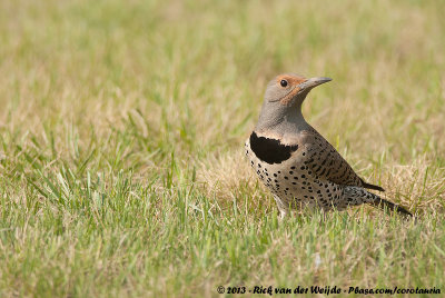 Northern FlickerColaptes auratus luteus