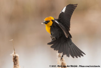 Yellow-Headed BlackbirdXanthocephalus xanthocephalus