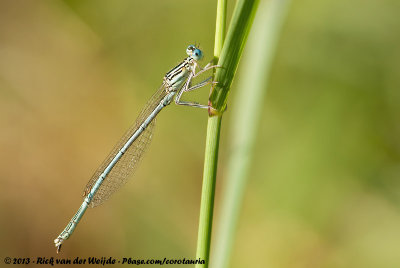 White-Legged DamselfyPlatycnemis pennipes