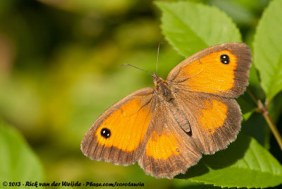 GatekeeperPyronia tithonus tithonus