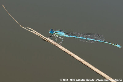 Goblet-Marked DamselflyErythromma lindenii lindenii