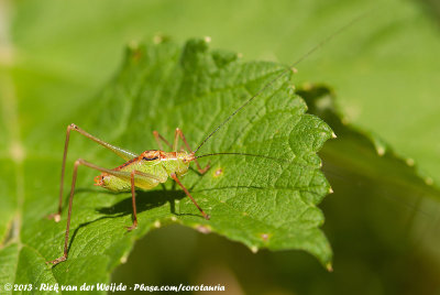 Common Speckled Bush-CricketLeptophyes punctatissima