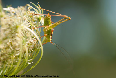 Common Speckled Bush-CricketLeptophyes punctatissima