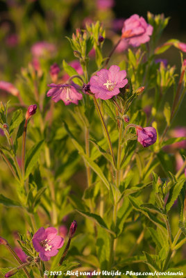 Great WillowherbEpilobium hirsutum