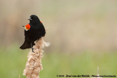 Red-Winged BlackbirdAgelaius phoeniceus arctolegus