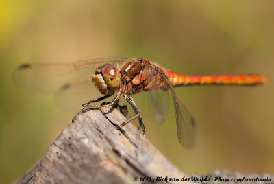 Vagrant DarterSympetrum vulgatum vulgatum