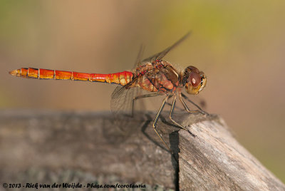 Vagrant DarterSympetrum vulgatum vulgatum