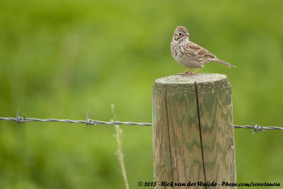 Vesper Sparrow  (Avondgors)
