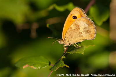 GatekeeperPyronia tithonus tithonus