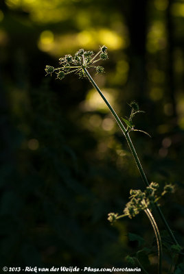 Common Hogweed  (Gewone Berenklauw)