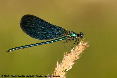 Beautiful DemoiselleCalopteryx virgo meridionalis