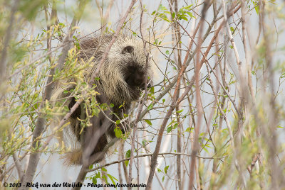 North American PorcupineErethizon dorsatum dorsatum