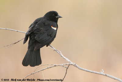 Red-Winged BlackbirdAgelaius phoeniceus arctolegus