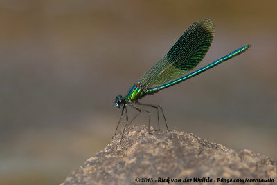 Banded DemoiselleCalopteryx splendens splendens