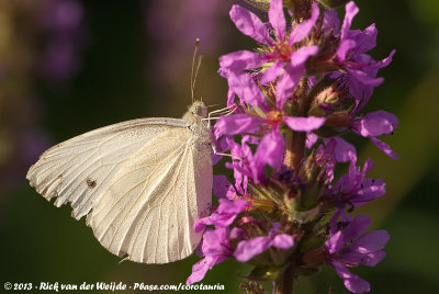 Small WhitePieris rapae rapae