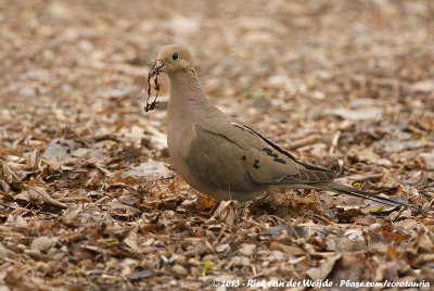 Mourning Dove<br><i>Zenaida macroura marginella</i>