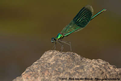 Banded DemoiselleCalopteryx splendens splenden