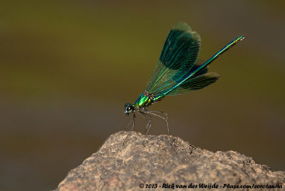 Banded DemoiselleCalopteryx splendens splendens