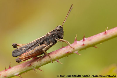 Woodland GrasshopperOmocestus rufipes