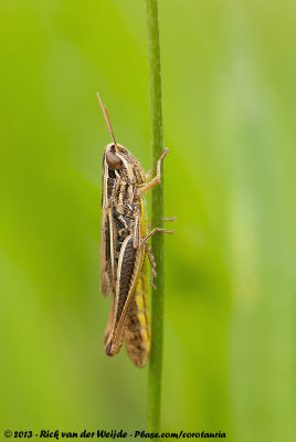 Sharp-Tailed GrasshopperEuchorthippus declivus