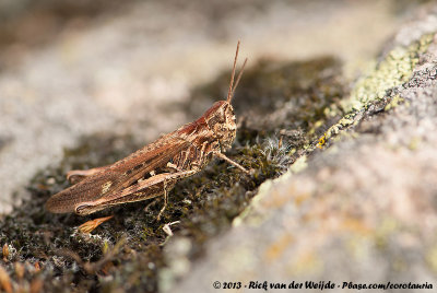 Grasshopper spec.Chorthippus spec.