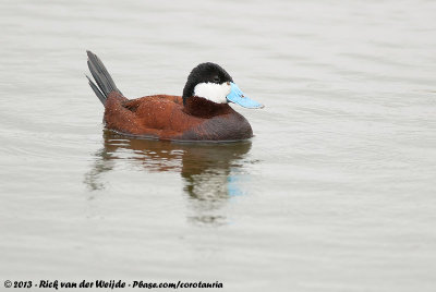 Ruddy Duck  (Rosse Stekelstaart)